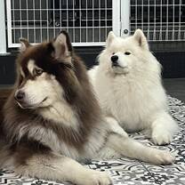 This was at the popular samoyed cafe in Hongdae and the dogs were very cute!