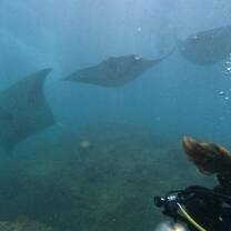 Manta id roving