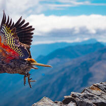Bird