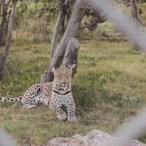 Gabriel, the beautiful leopard