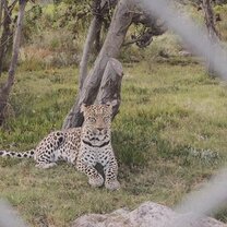 Gabriel, the beautiful leopard