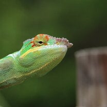 Panther Chameleon