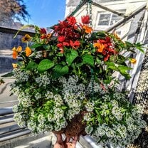 My flower basket for Amenity Horticulture