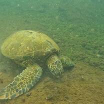 Snorkeling tour day!