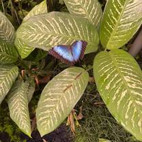 Butterfly garden