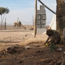 Monkey and camel in Morocco