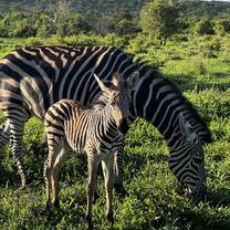 Week old baby and his momma who survived two lion attacks!
