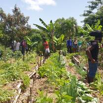Organic home garden