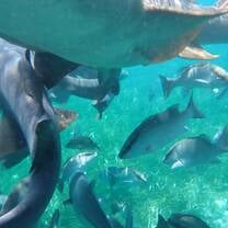 Shots taken while snorkeling 