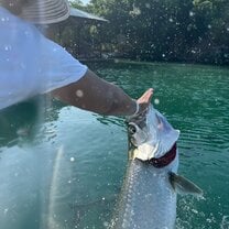 Feeding the tarpon fish in Caye Caulker.