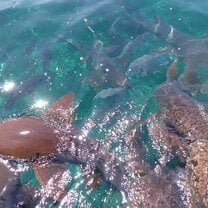 Nurse sharks surrounding our boat! So cool! 