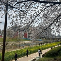 My neighborhood in Busan during cherry blossom season <3