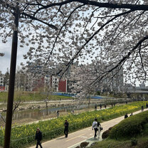 My neighborhood in Busan during cherry blossom season <3