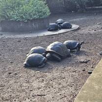 Tortoises at the Breeding Center