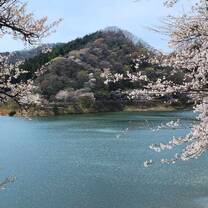 Okuma Cherry Blossoms