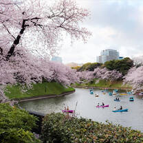 Chidorigafuchi in Spring