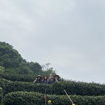 we went on a tea-picking experience in hangzhou
