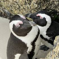 Penguins at Boulders Beach