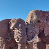 Elephants along the Garden Route, South Africa