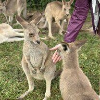 Hand feeding kangaroos in Brisbane!