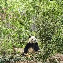 Giant panda