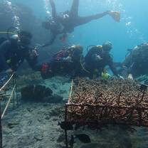 Coral Planting Day