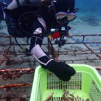 Coral conservation