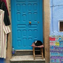 A peaceful cat in Chaouen