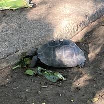 One of the young tortoises at the Giant Tortoise Breeding Centre