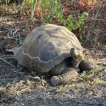 One of the wild giant tortoises
