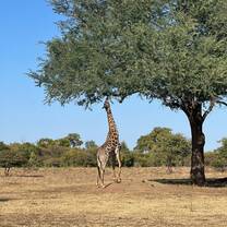 saw a giraffe eating on a game drive 