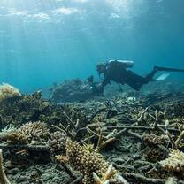 Coral restoration in action!