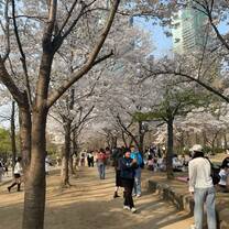 Cherry Blossom Season at Seoul Forest