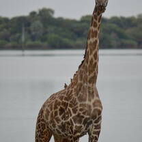 See your favorite animals on the safari! 