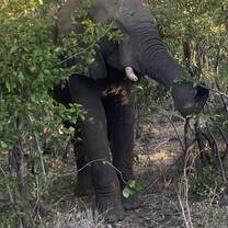 An elephant never forgets