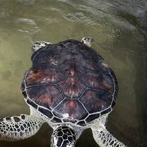 tutle 1