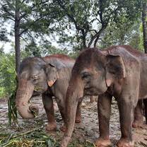 2 of the elephants!