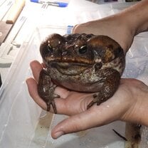 Bruno the Cane Toad