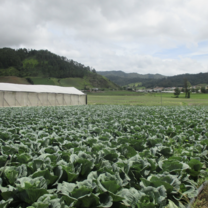 Crops