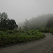 Greenery Everywhere 