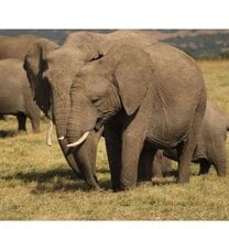 Safari 