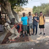 Camel in Jericho