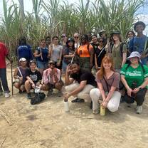 Sugar Cane Field