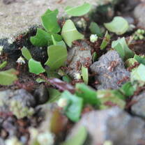 Leaf-cutter ants