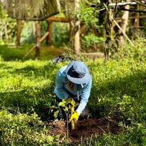 Planting coffee plants 