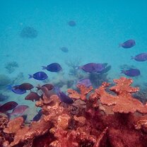 coral and fish life at Zapatillas Dos