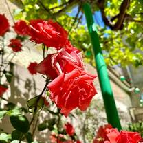 Roses at Sunniya Masjid