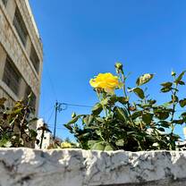 Rose at the Foreigner Apartment