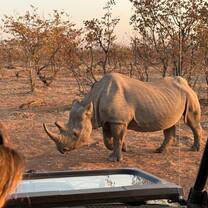 Endangered black rhino