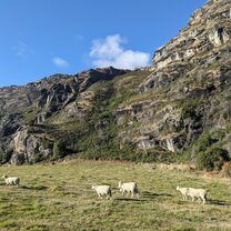 sheep in wanaka area